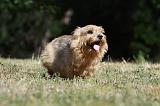 NORWICH TERRIER 071